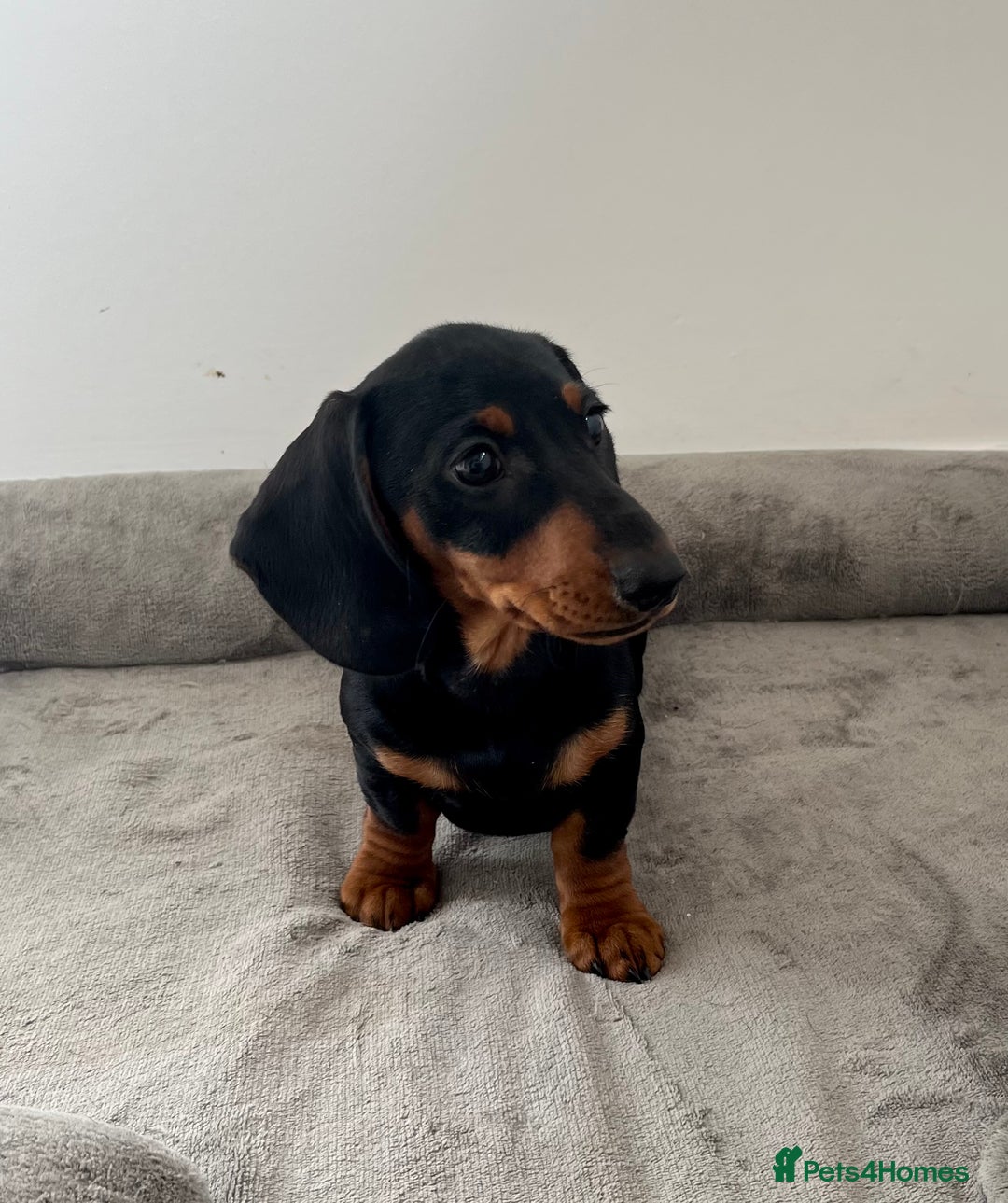 Dachshund dogs for sale: Miniature Male Dachshund puppy  - Image 3
