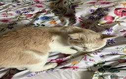 Mixed Breed cats for adoption: Pearl for adoption - Image 4