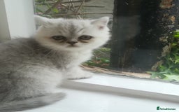 Exotic cats for sale: Exotic kittens - Advert 1