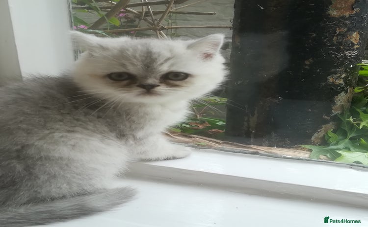 Exotic cats Exotic kittens - Advert 3