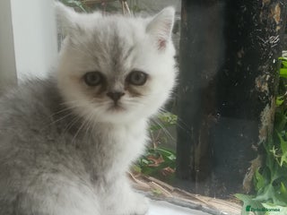 Exotic cats Exotic kittens - Advert 9