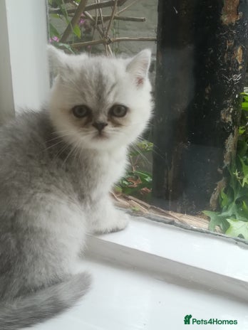 Exotic cats Exotic kittens - Advert 1