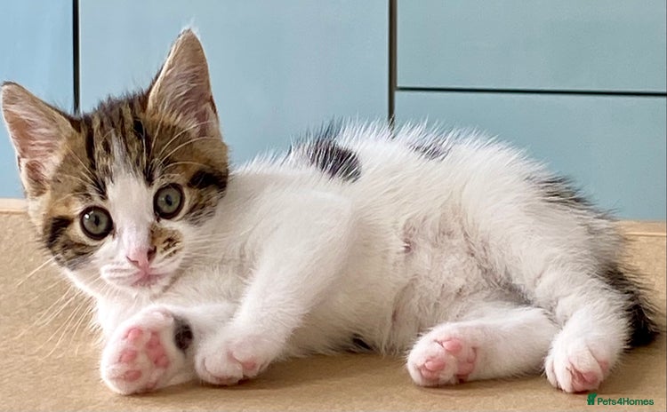 Mixed Breed cats - Advert 10