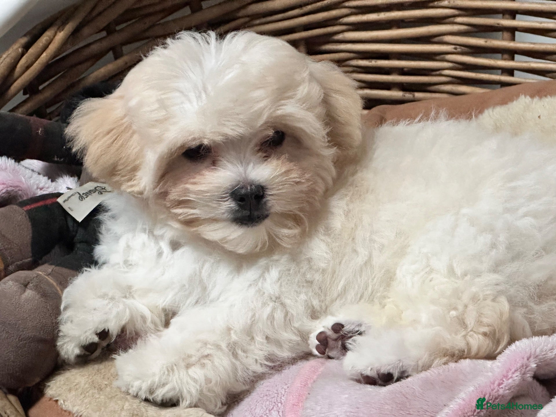 Maltipoo dogs Last Russian Toy Poodle&Korean Maltese Male Puppy - Advert 4