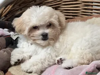 Maltipoo dogs Last Russian Toy Poodle&Korean Maltese Male Puppy - Advert 4