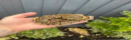 Python Snake reptiles for sale: Clown, hypo, hets, various morphs available  - Advert 12
