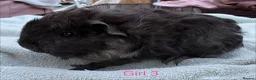 Guinea Pig rodents for sale: Baby Girls & Boys - Advert 3