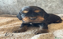 Cocker Spaniel dogs for sale: 100% TRUE SHOW TYPE HEALTH TESTED COCKER SPANIELS  - Advert 25