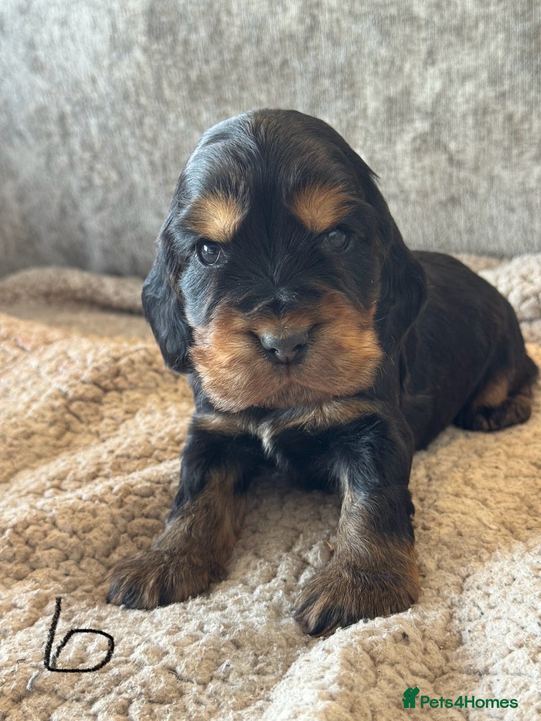 Cocker Spaniel dogs for sale: 100% TRUE SHOW TYPE HEALTH TESTED COCKER SPANIELS  - Advert 25