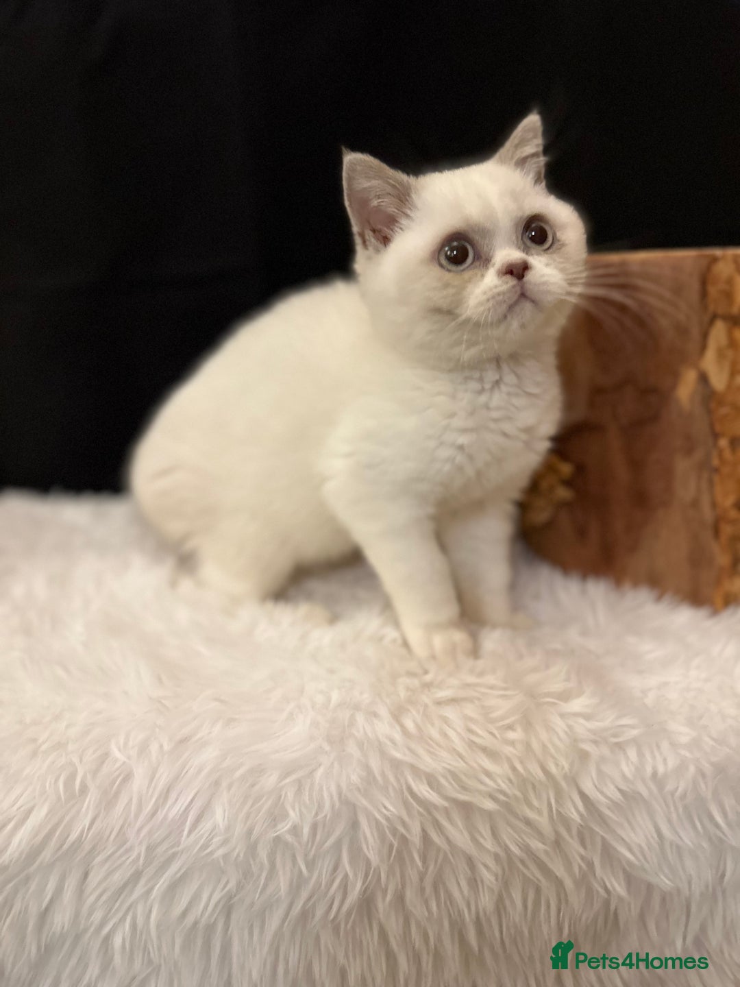 British Shorthair cats for sale: 💗 Gorgeous Full Pedigree BSH Trusted Breeder 💗 - Image 23