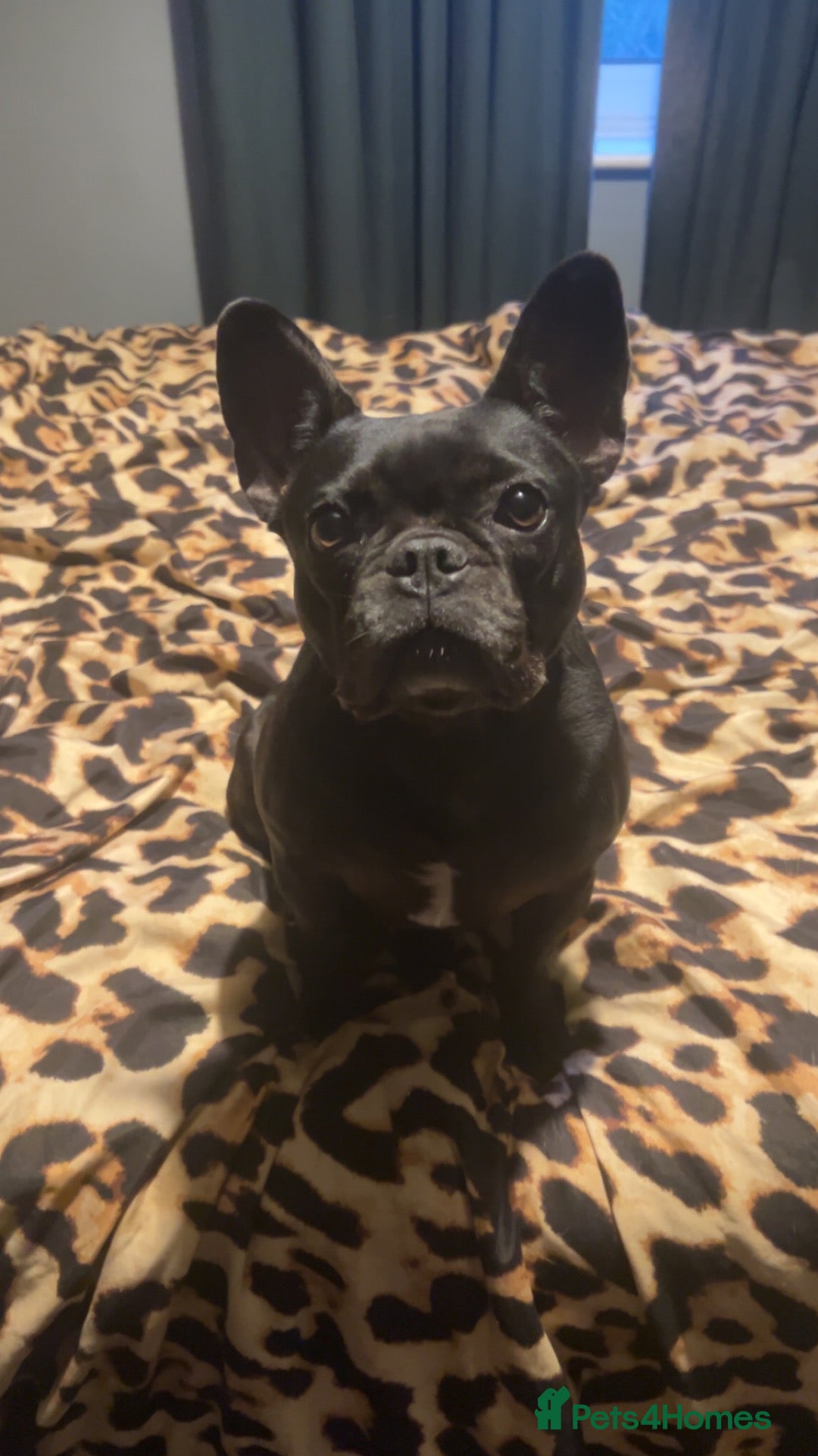 French Bulldog dogs Beautiful French Bulldog - Advert 3