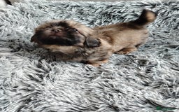 Shih Tzu dogs for sale: Imperial shi tzu babies  - Image 4