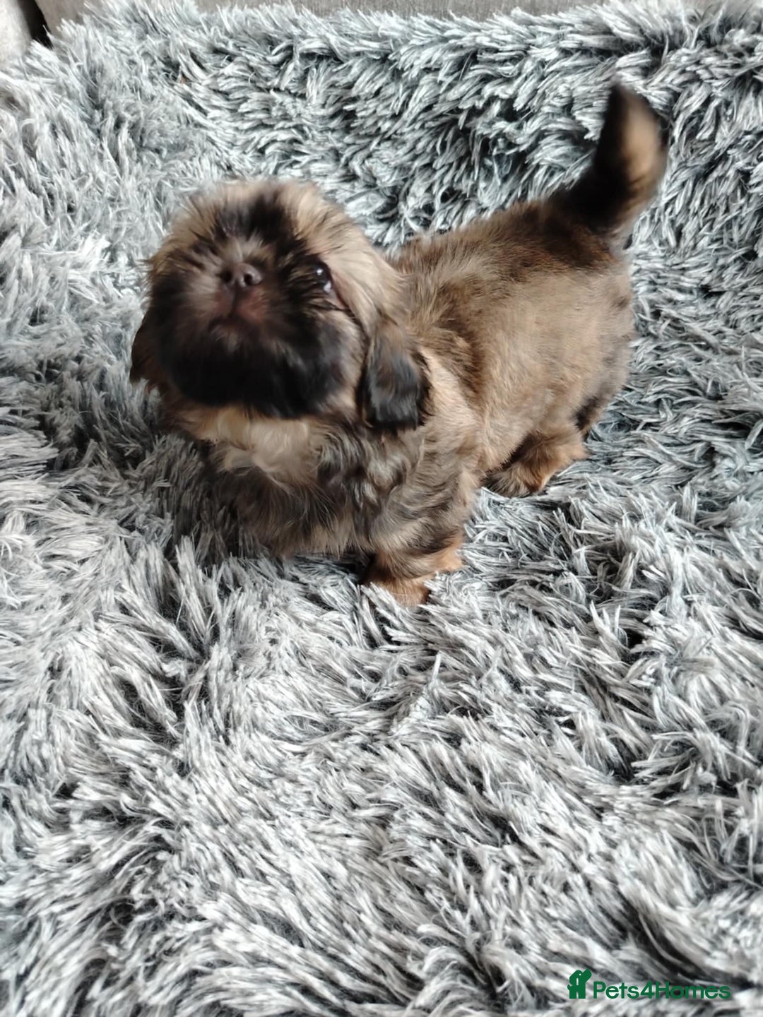 Shih Tzu dogs for sale: Imperial shi tzu babies  - Image 4