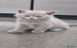 British Shorthair cats for sale: Pure BSH kittens GCCF Last Boy Left £700 - Image 2