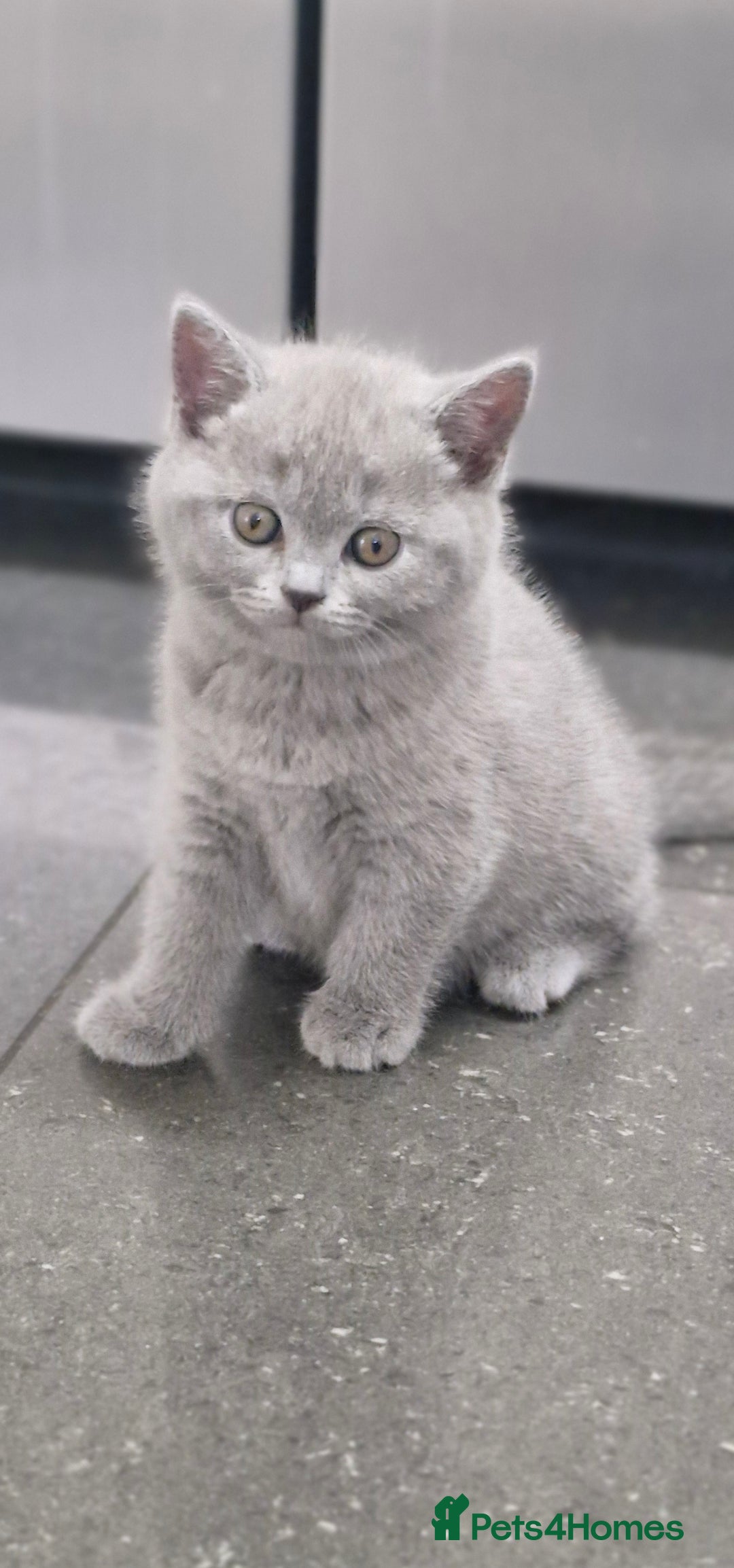 British Shorthair cats for sale: Pure BSH kittens GCCF Last Boy Left £700 - Image 2