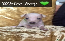 Italian Greyhound dogs for sale: Pedigree KC Reg Italian Greyhounds Champion lines in Durham - Image 26
