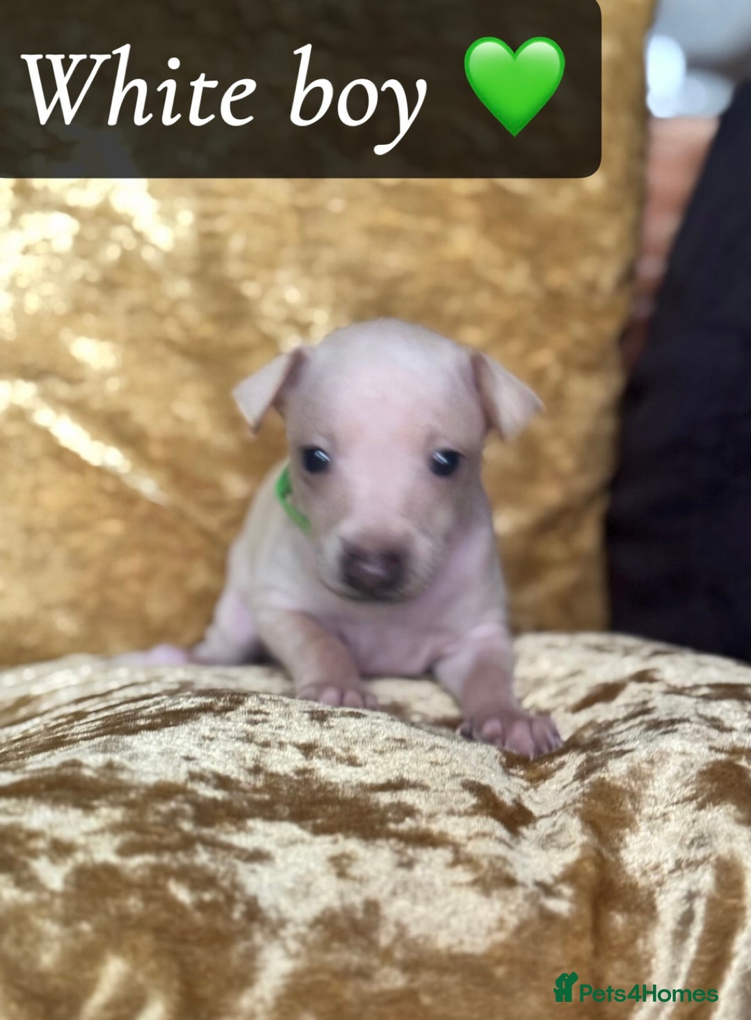 Italian Greyhound dogs for sale: Pedigree KC Reg Italian Greyhounds Champion lines in Durham - Image 26