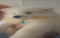 Samoyed dogs for sale: Last Boy samoyed  - Image 3