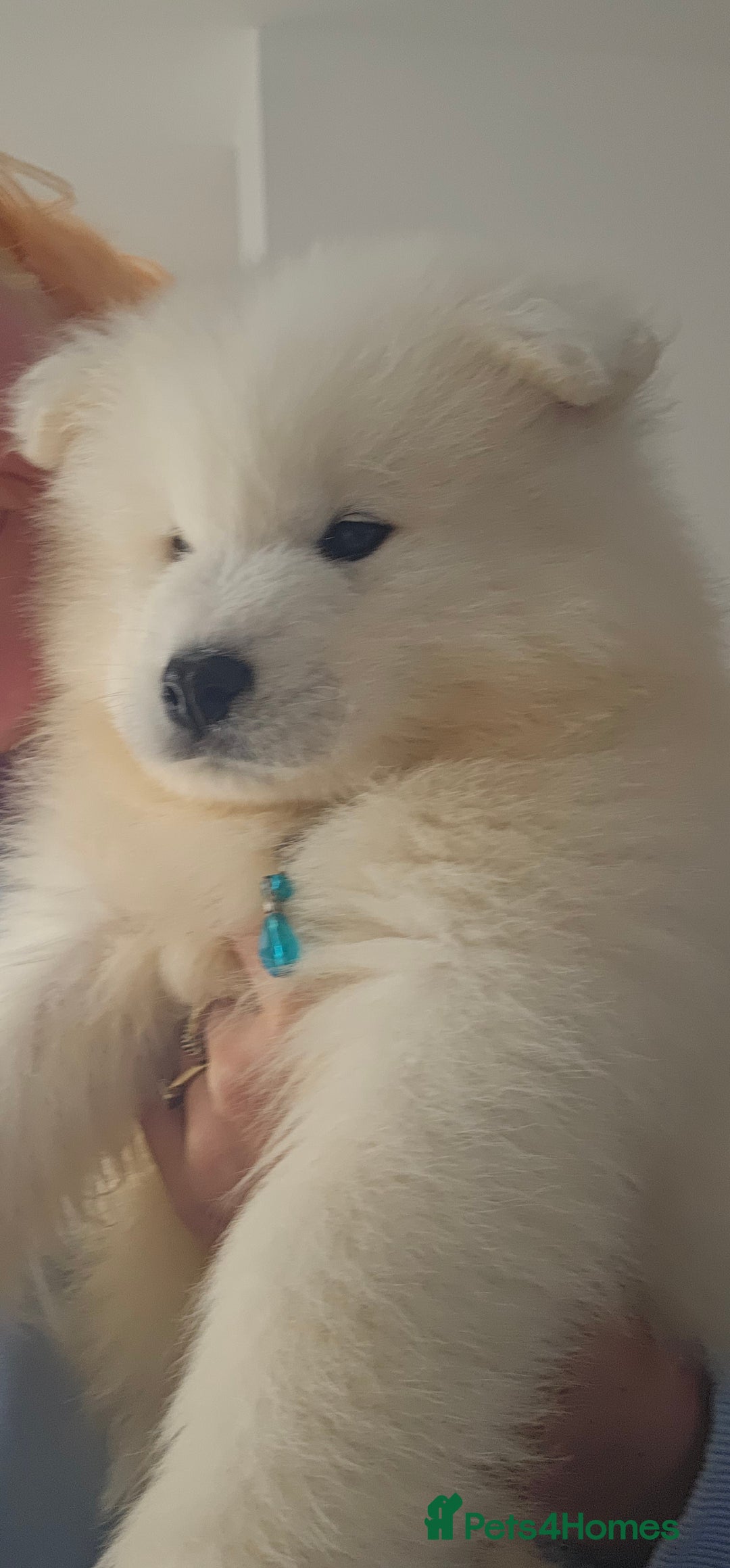 Samoyed dogs for sale: Last Boy samoyed  - Image 3