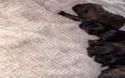 Mixed Breed dogs for sale: 7 Beautiful French Bulldog/cocker spaniel puppies. - Image 10