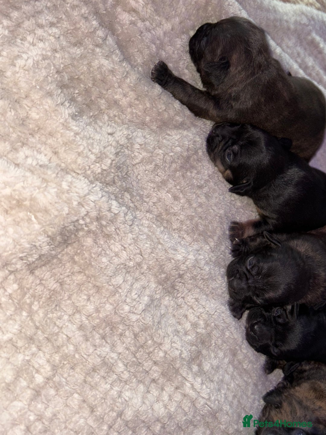 Mixed Breed dogs for sale: 7 Beautiful French Bulldog/cocker spaniel puppies. - Image 10