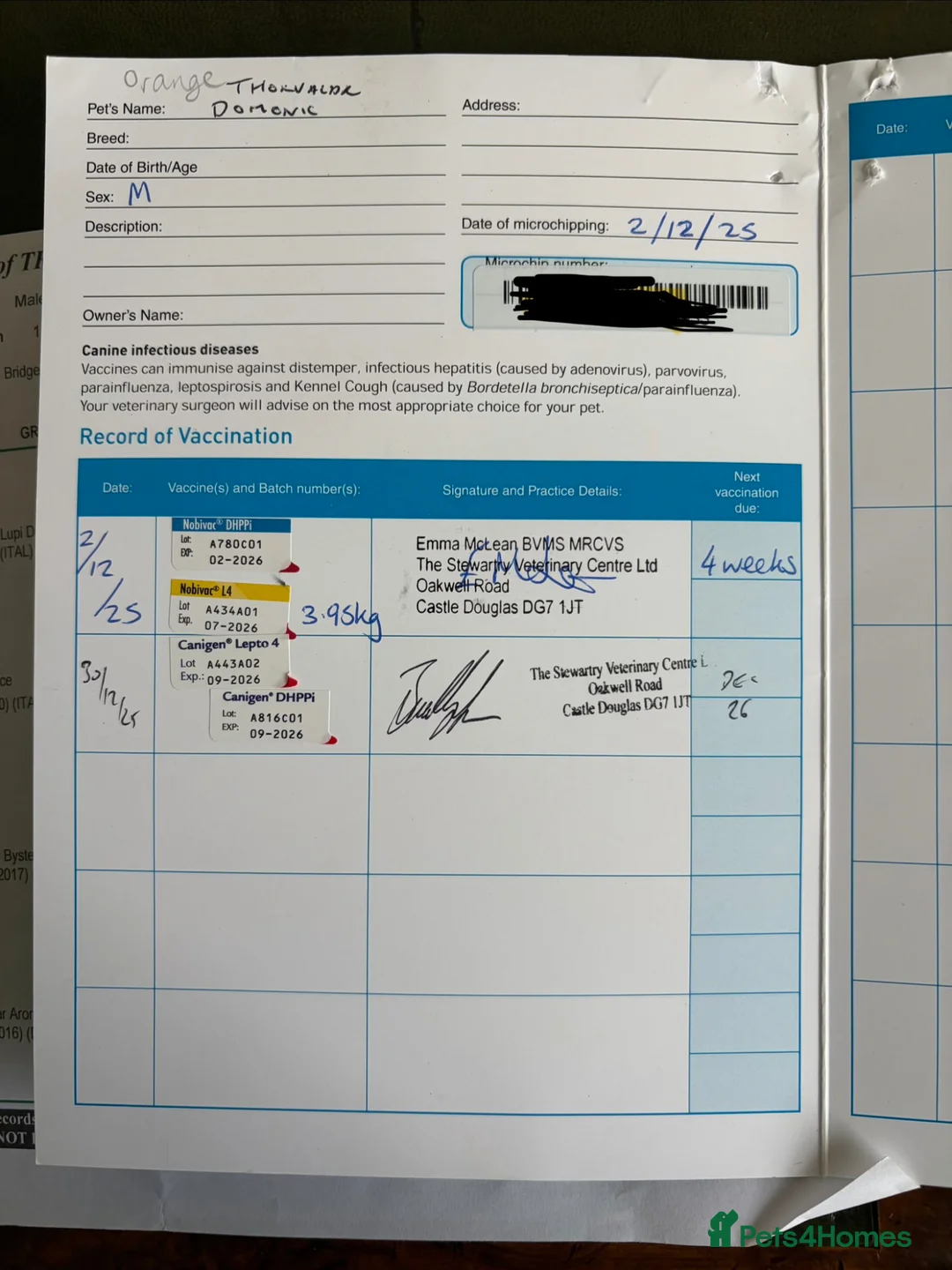 Saarloos Wolfdog dogs for sale: Czechoslovakian Wolfdog  in Slough - Advert 10