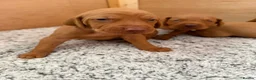 Hungarian Vizsla dogs for sale: KC registered Hungarian Vizsla puppies - Advert 6
