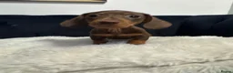 Miniature Dachshund dogs for sale: REDUCED AND READY for their new homes! KC PUPPIES! - Advert 25