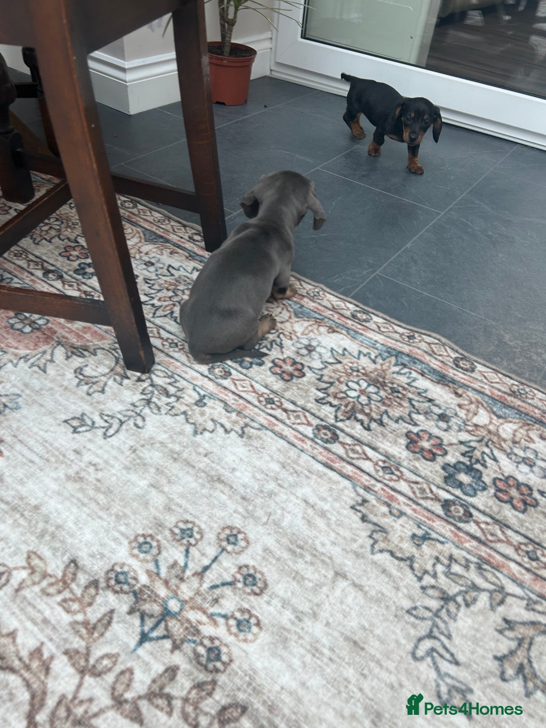 Miniature Dachshund dogs for sale: Miniature dachshund puppy’s  - Advert 5