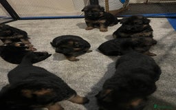 German Shepherd dogs for sale: German Shepherd Puppies  - Image 3