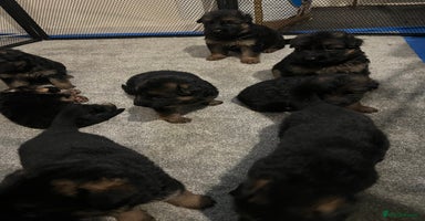 German Shepherd dogs - Advert 3