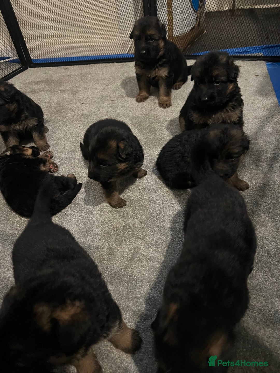 German Shepherd dogs for sale: German Shepherd Puppies  - Image 3