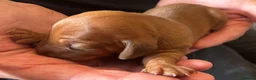 Dachshund dogs for sale: QUALITY KC STANDARD SMOOTH DAHSHUNDS  - Advert 16
