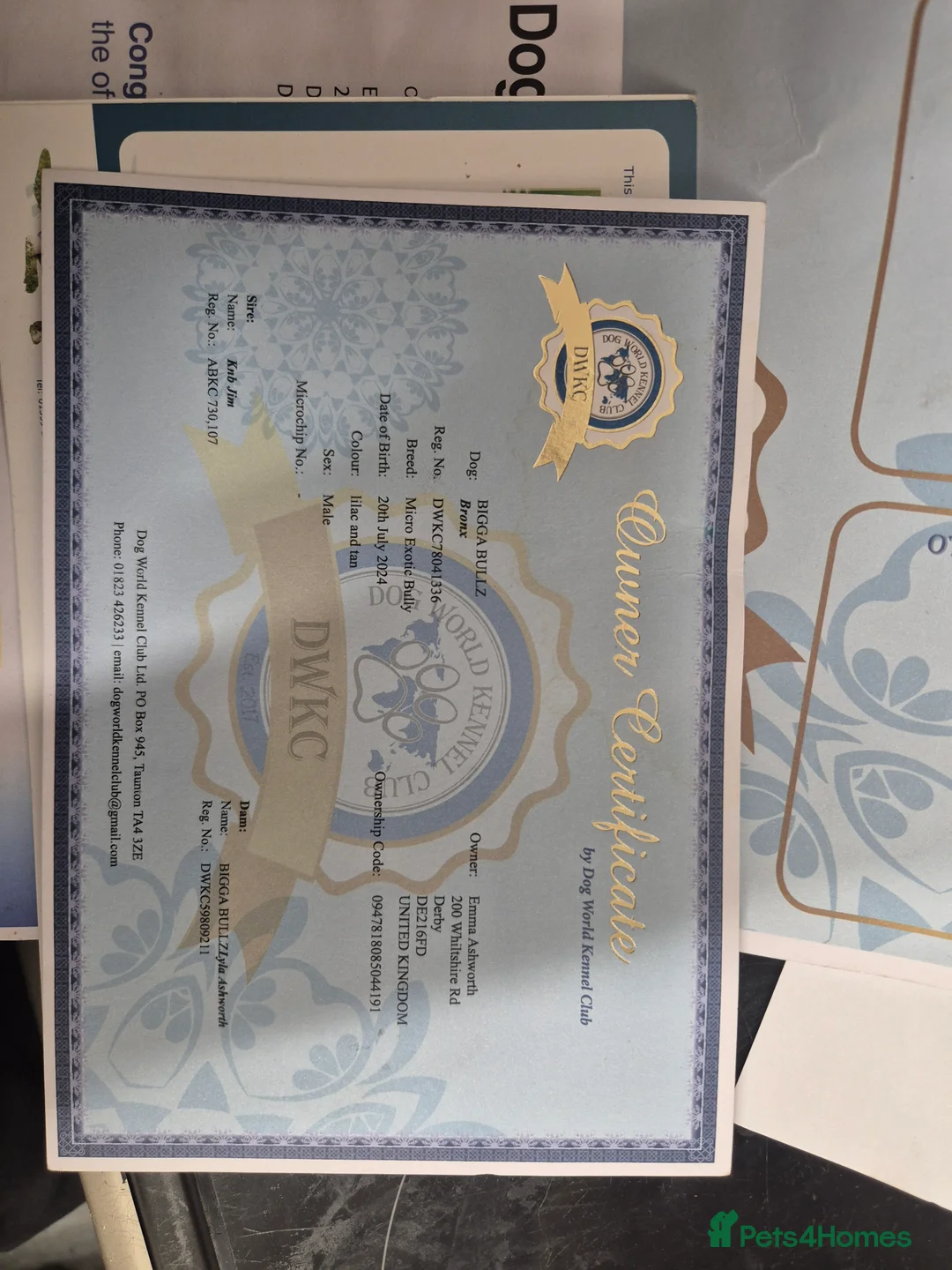 American Bully dogs for sale: Boycie  - Advert 3