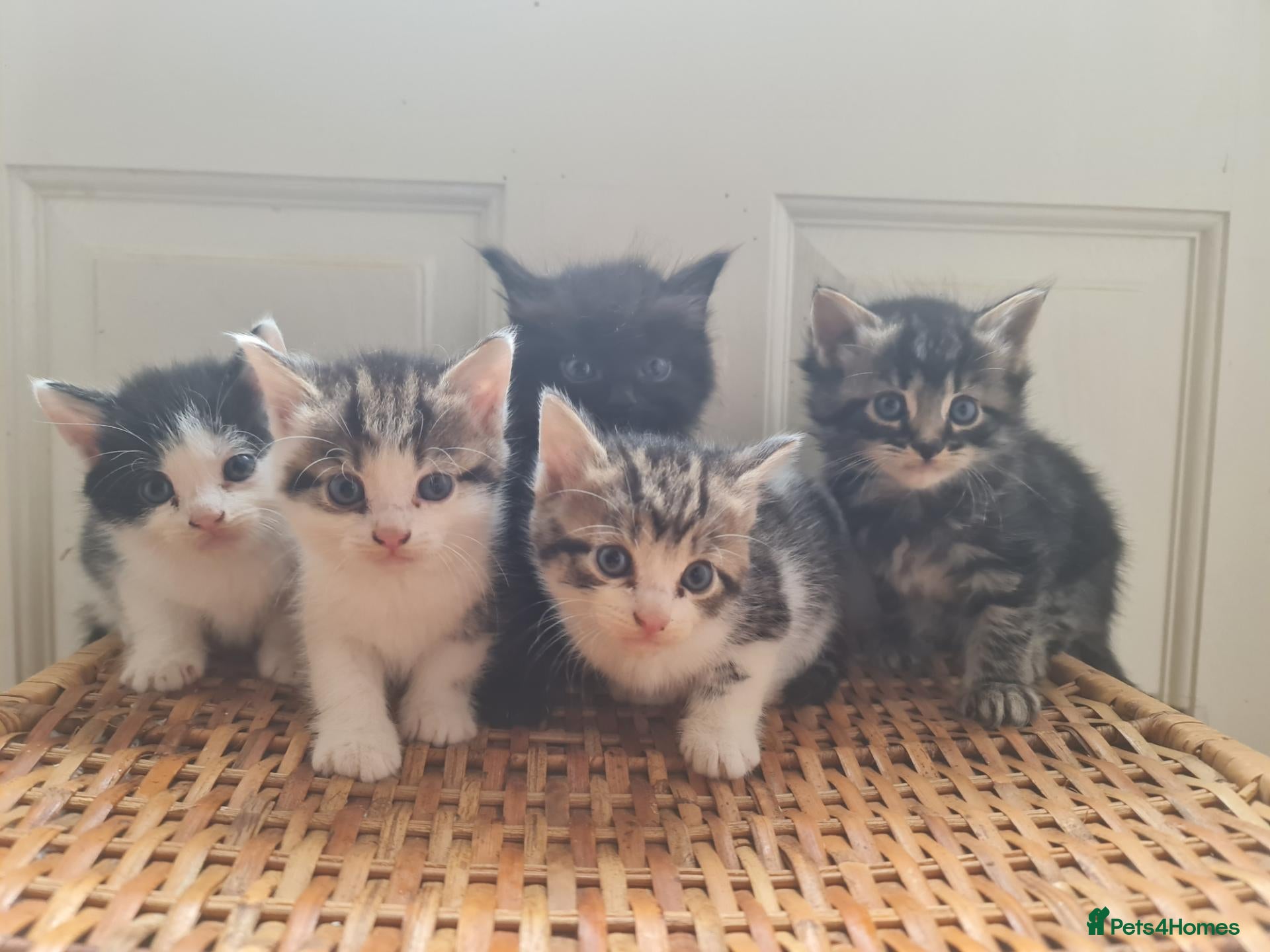 Mixed Breed cats 5 kittens for sale  - Advert 1