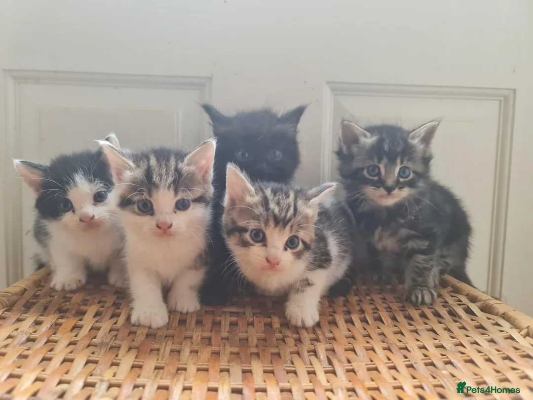 Mixed Breed cats for sale: 5 kittens for sale  - Advert 1
