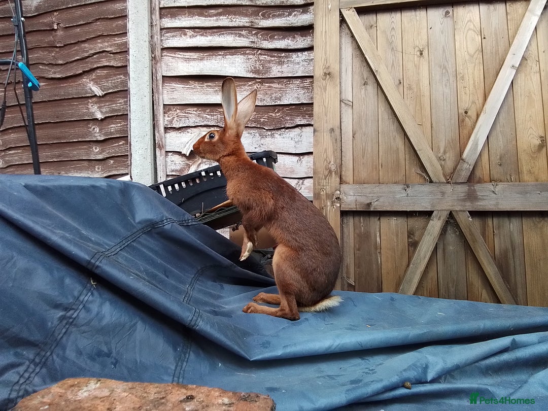 Belgian Hares rabbits for sale: BELGIAN HARE - Image 3