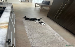 Mixed Breed cats for sale: Super cute and well behaved kittens - Image 10
