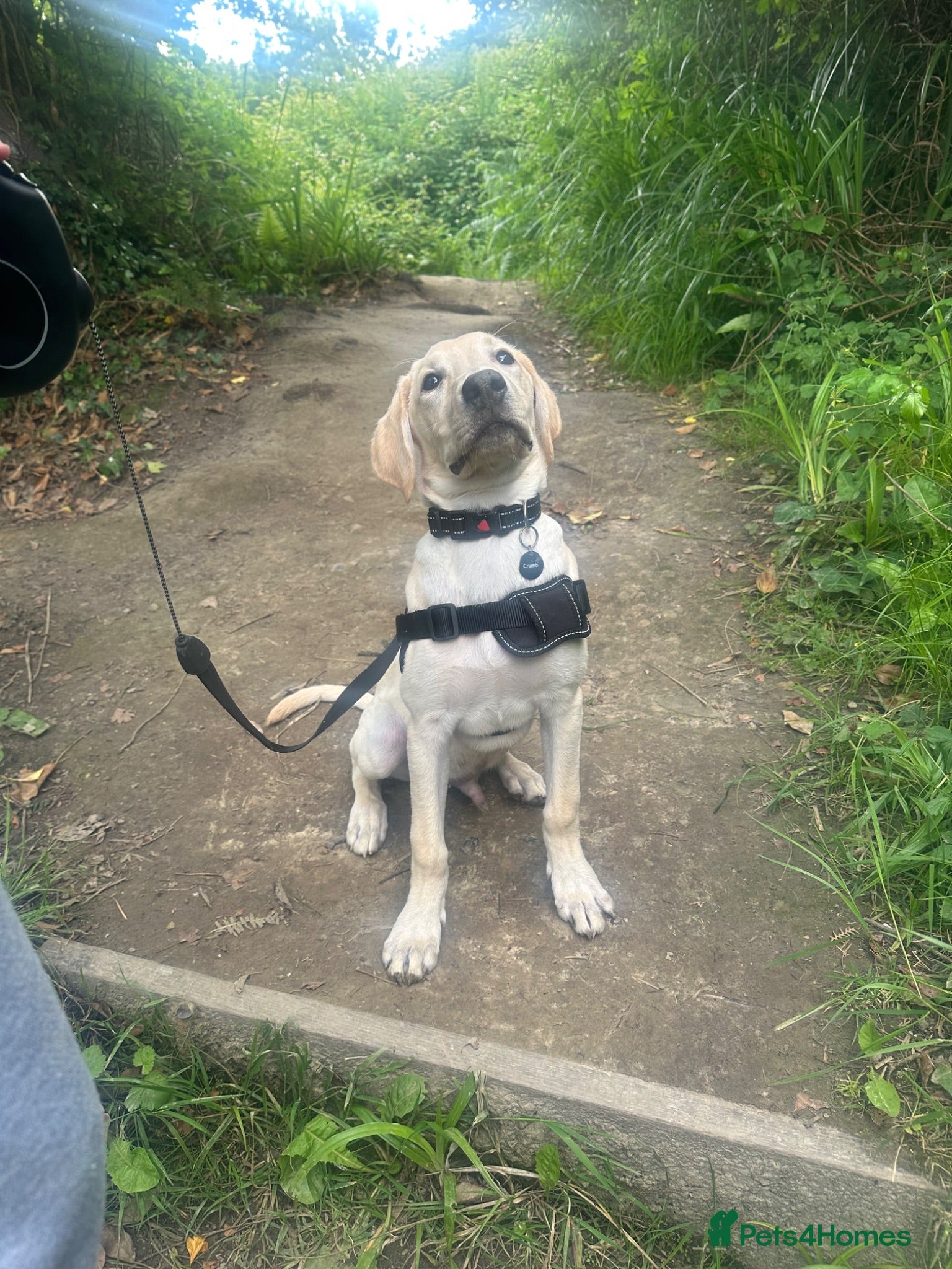 Labrador Retriever dogs Milo (Labrador)  - Advert 4