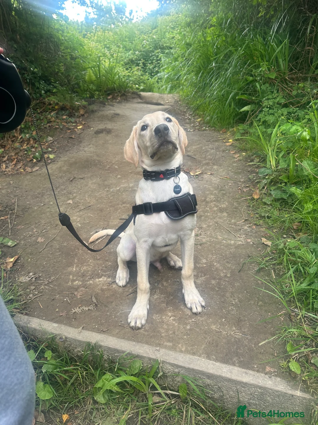 Labrador Retriever dogs for sale: Milo (Labrador)  in Hastings - Advert 1