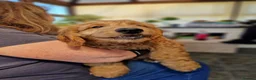 Goldendoodle dogs for sale: F1 Goldendoodle puppies ready now  - Advert 3