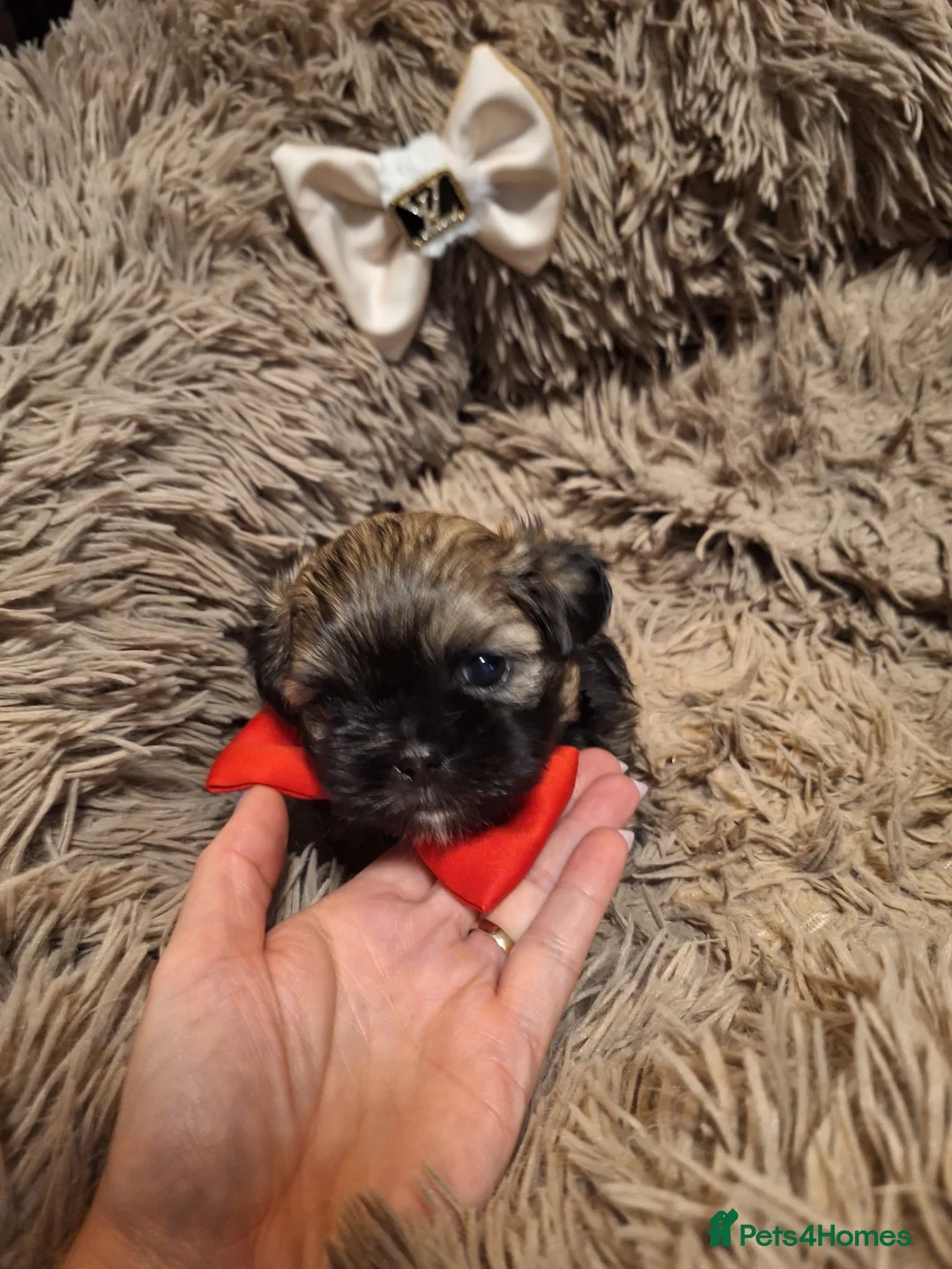 Shih Tzu dogs for sale: Beautiful Imperial Shih Tzus  - Advert 17