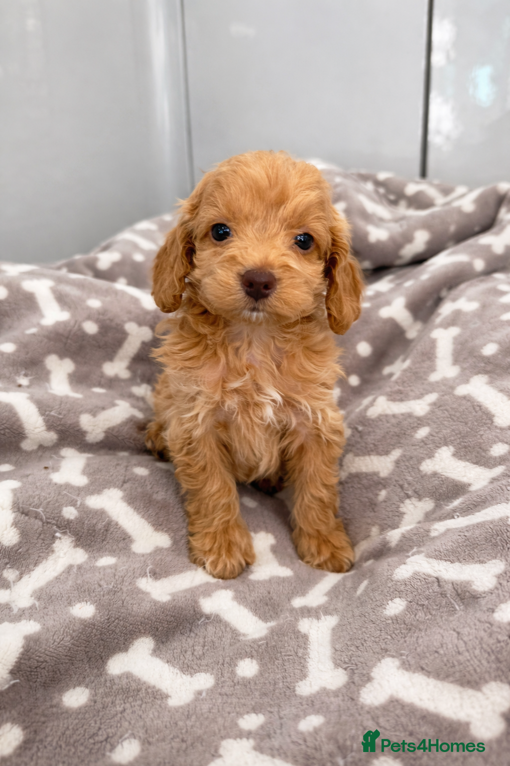 Cockapoo dogs *Ready to Leave* Exceptional F1 Cockapoos ❤️🐶 - Advert 13