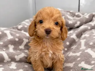 Cockapoo dogs *Ready to Leave* Exceptional F1 Cockapoos ❤️🐶 - Advert 13