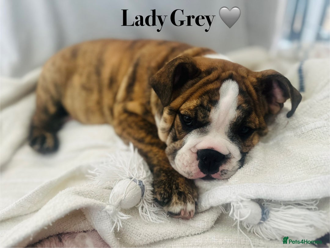 English Bulldog dogs for sale: 🩶🤎Beautiful brindle KC reg bulldog READY NOW🤎🩶 in Rochford - Image 4