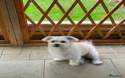 Bichon Frise dogs for sale: 🤍 3 female and 5 male - Image 13