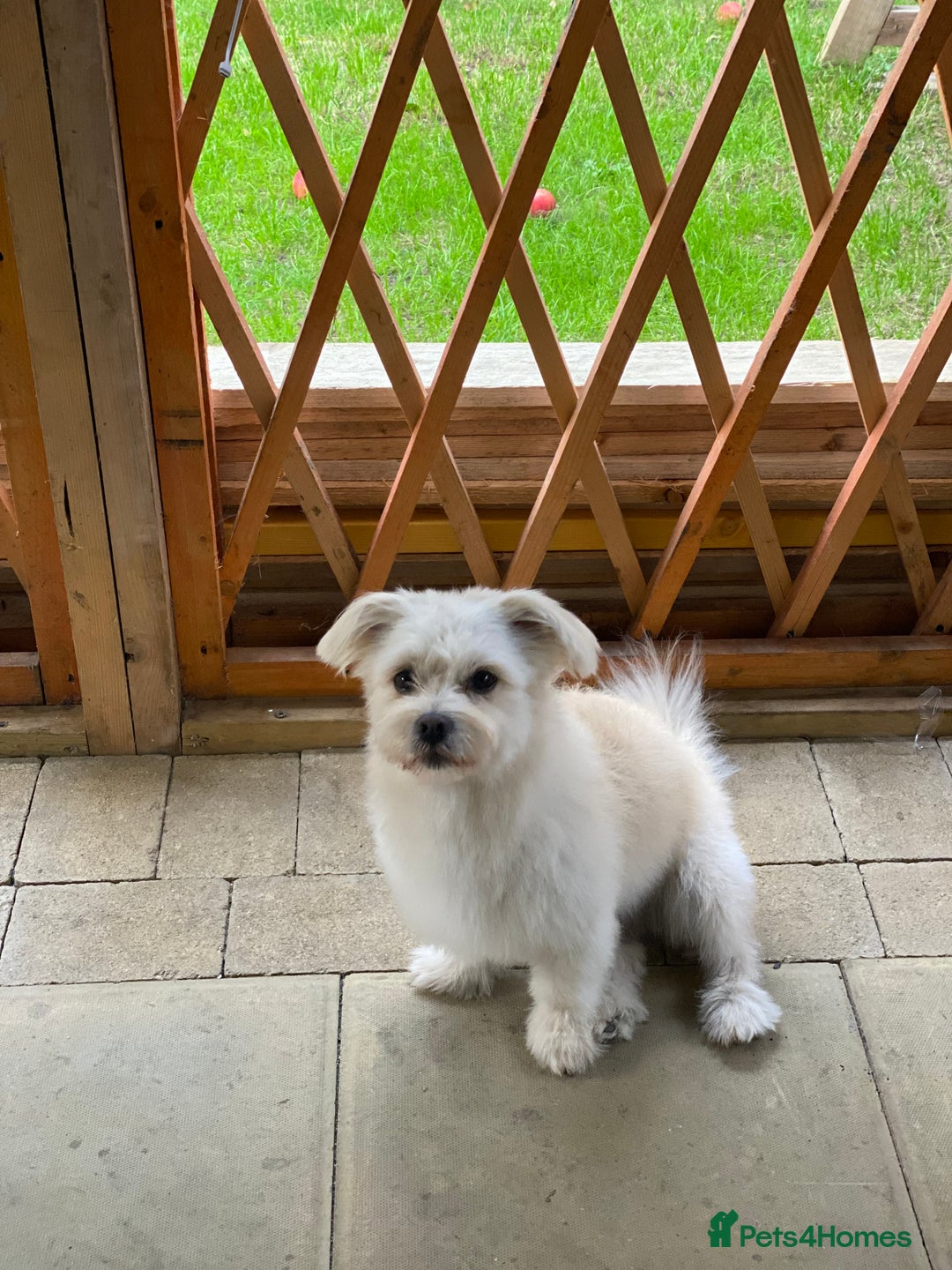 Bichon Frise dogs for sale: 🤍 3 female and 5 male - Image 13