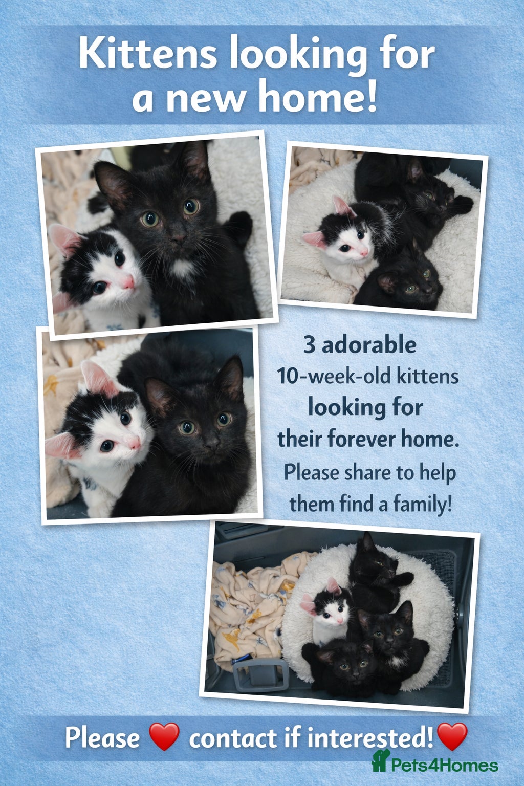 Mixed Breed cats Adoptable Kittens Looking for a Home - Advert 2