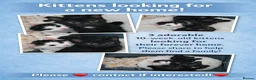 Mixed Breed cats for sale: Adoptable Kittens Looking for a Home - Advert 1