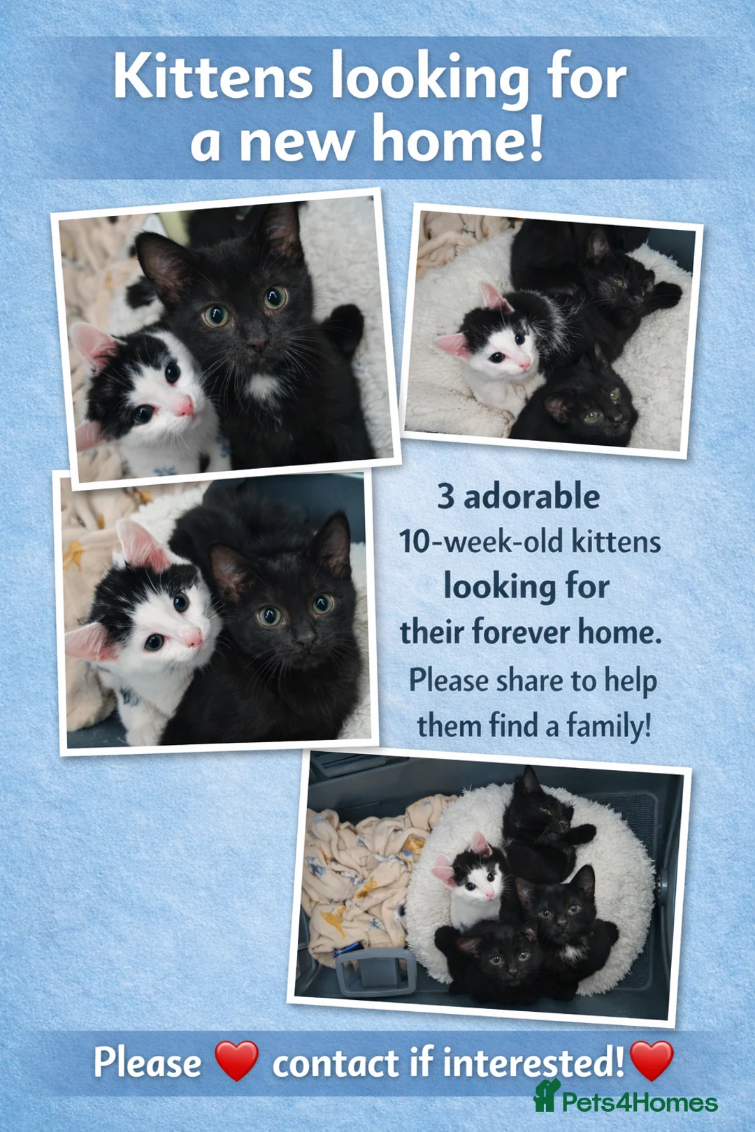 Mixed Breed cats for sale: Adoptable Kittens Looking for a Home - Advert 1